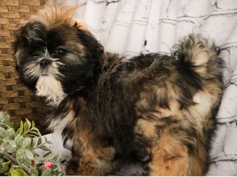 Shih Tzu 4 months old male medium named Shane for sale in Kern County, California | Petmeetly