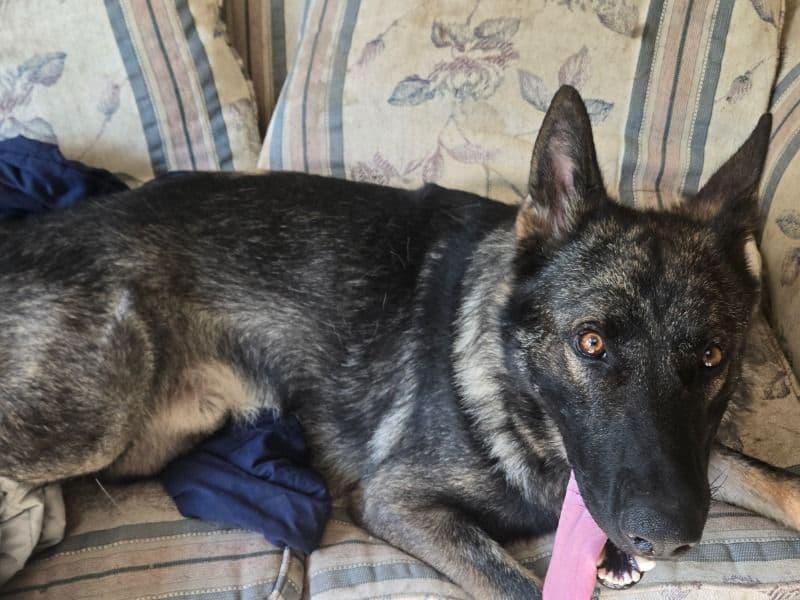 Sable German Shepherd 2 years 5 months old male large named Maverick for breeding in Mercer County, Pennsylvania | Petmeetly