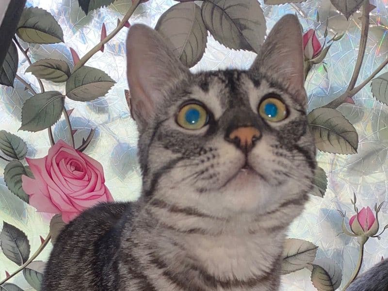 Bengal Tabby Mix 1 year 9 months old male named Dodger for adoption in Cochise County, Arizona | Petmeetly