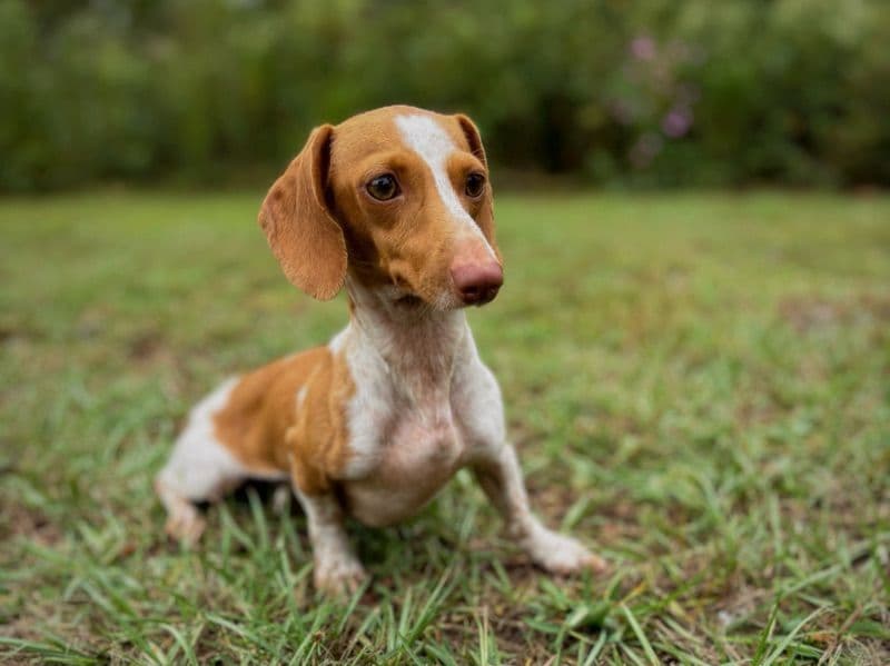 Miniature Dachshund 2 years old female small named Harper for breeding in Telfair County, Georgia | Petmeetly