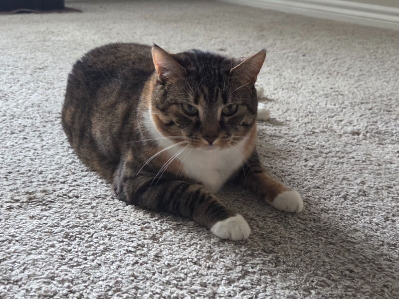 Domestic Shorthair 3 years old female named Copper for adoption in Tarrant County, Texas | Petmeetly