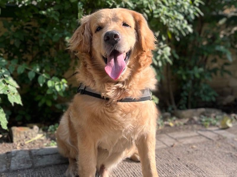 Golden Retriever Corgi 4 years 5 months old male large named Baji for breeding in Pune Division, Maharashtra | Petmeetly