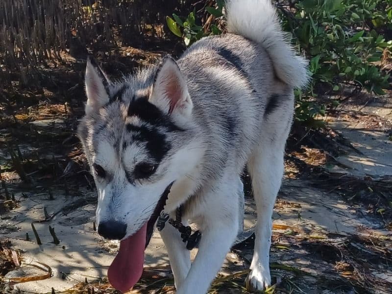 Pomsky 1 year 7 months old male medium named Coon for breeding in Pinellas County, Florida | Petmeetly