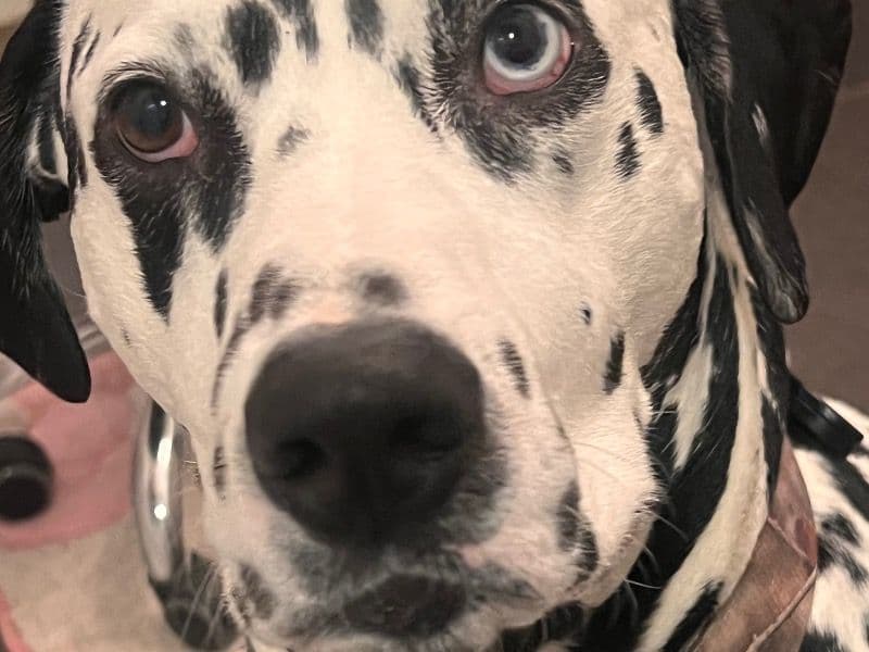 Bandit primary photo