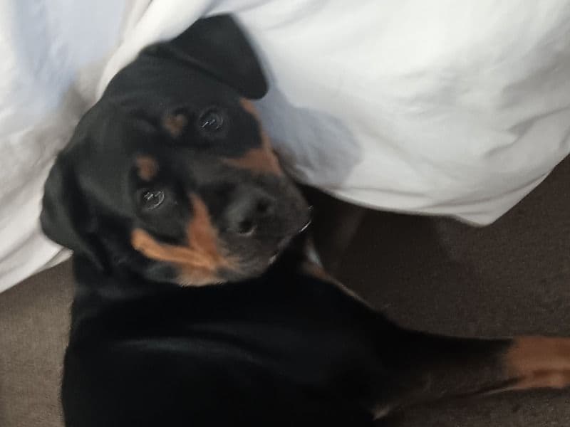 Rottweiler 2 years 4 months old female extra large named Kita for breeding in Strafford County, New Hampshire | Petmeetly