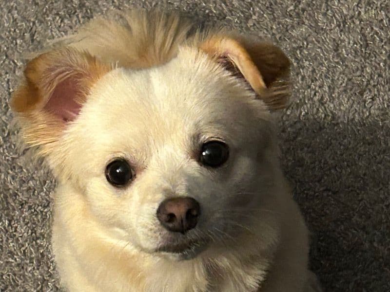 Pomchi 2 years 7 months old male small named Capri for breeding in Ingham County, Michigan | Petmeetly