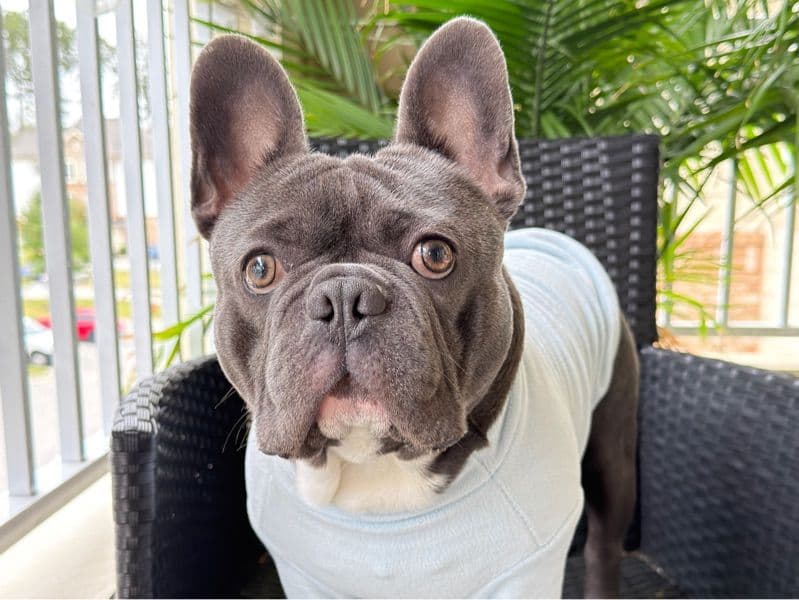 French Bulldog 1 year 4 months old male medium named Milo for breeding in North Carolina | Petmeetly