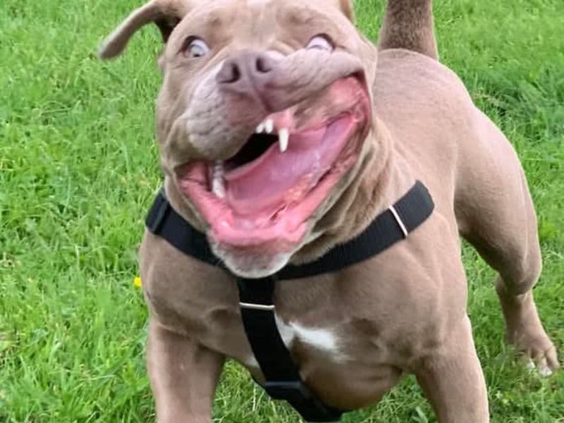 Old English Bulldog 4 years old male large named Reggie for breeding in Greater Manchester, England | Petmeetly