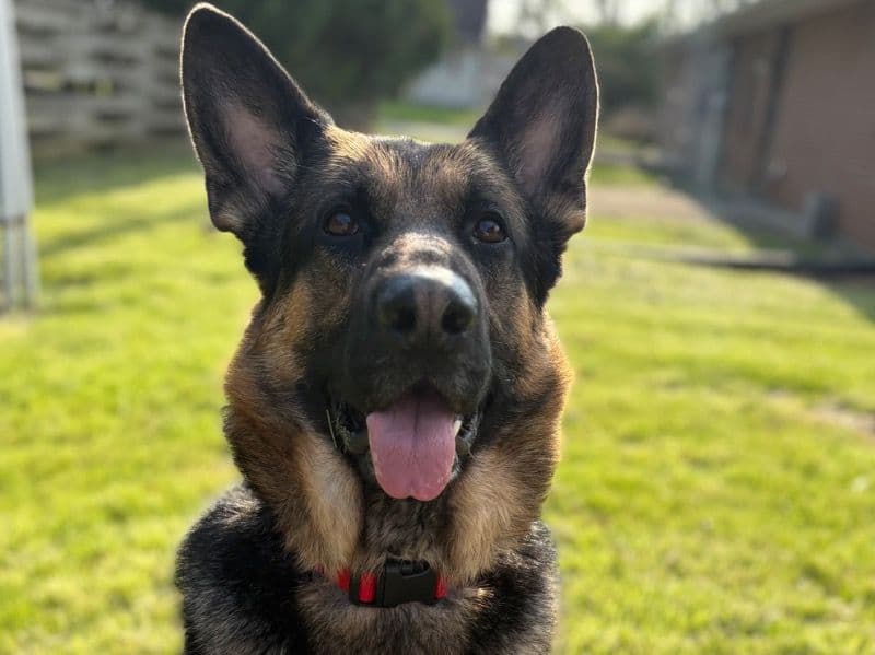 German Shepherd 3 years 11 months old male large named Caine for breeding in Allen County, Ohio | Petmeetly