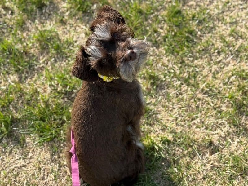 Miniature Schnauzer 1 year 4 months old female small named Greta for breeding in Woodward County, Oklahoma | Petmeetly