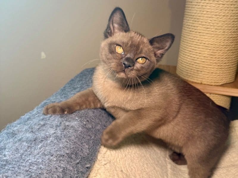 Burmese 3 months old female named Irene for sale in Бонневилл, Айдахо | Petmeetly
