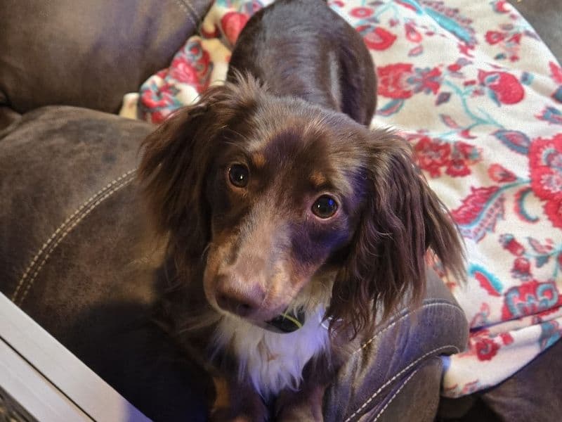 Miniature Dachshund 1 year 6 months old male small named Milo for breeding in Lorain County, Ohio | Petmeetly