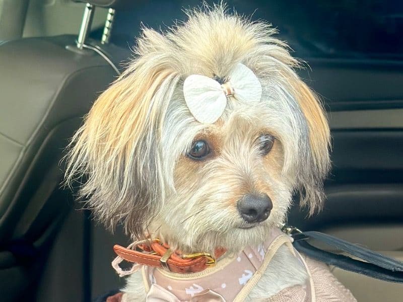 Morkie 1 year 7 months old female small named Nola for breeding in San Antonio, Texas | Petmeetly