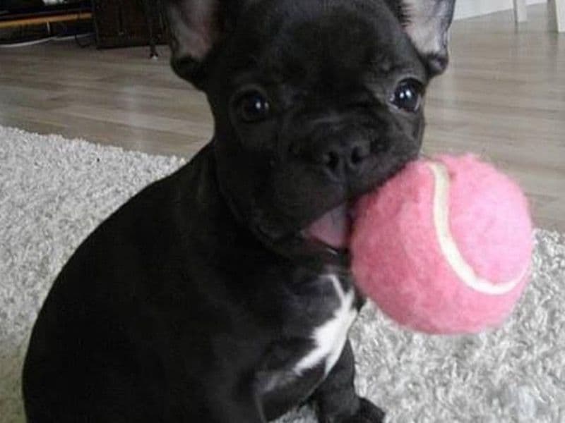 French Bulldog 1 year old female medium named Mila for sale in Fulton County, Georgia | Petmeetly