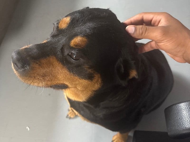 German Rottweiler 6 years 4 months old female medium named Bella for breeding in Wayne County, Michigan | Petmeetly