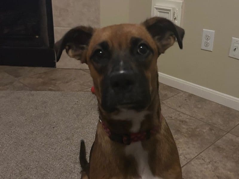 American Bulldog 1 year 5 months old female large named Sandy for breeding in Prentiss County, Mississippi | Petmeetly