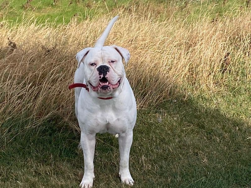 American Bulldog 1 year 8 months old male large named Rocky for breeding in Aberdeenshire, Scotland | Petmeetly