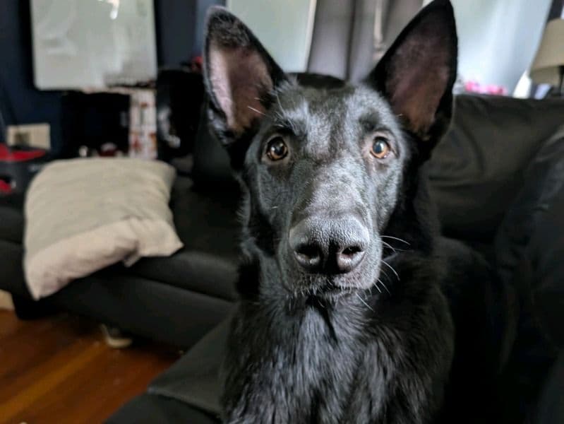 Black German Shepherd 1 year 4 months old female large named Calypso for breeding in Boone County, Kentucky | Petmeetly