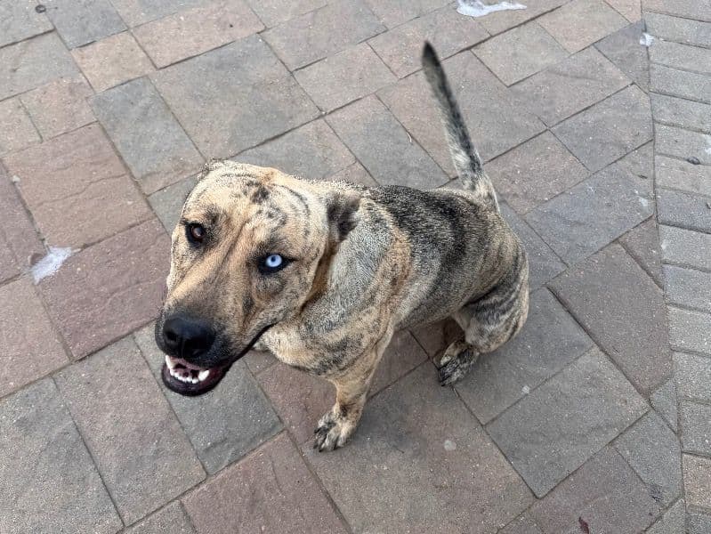 American PitBull Terrier 1 year 10 months old male large named Ace for breeding in Denver County, Colorado | Petmeetly