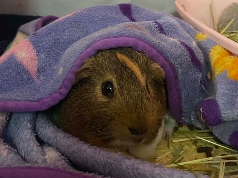 Graham And Graham Jr - Guinea Pig | Petmeetly