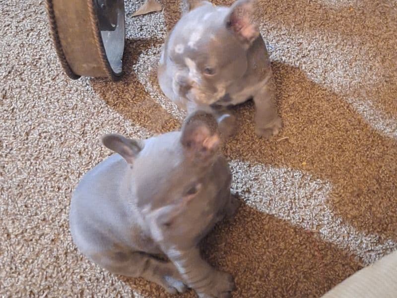 French Bulldog 1 month old female small named N/a for sale in Spalding County, Georgia | Petmeetly