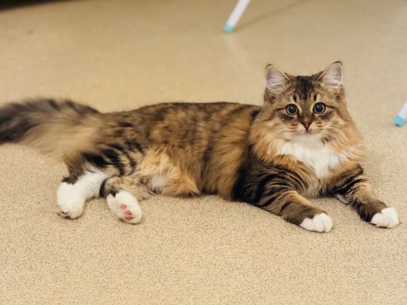 Siberian 1 year 7 months old female named Nala for breeding in Greater London, England | Petmeetly