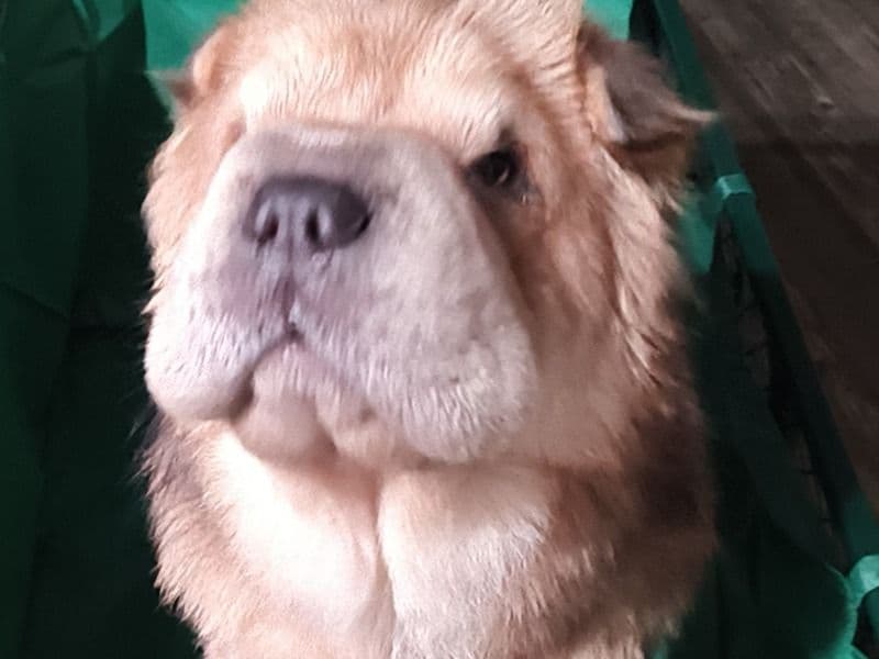 Chinese Shar-Pei 1 year 5 months old male medium named Duke's for breeding in San Diego County, California | Petmeetly