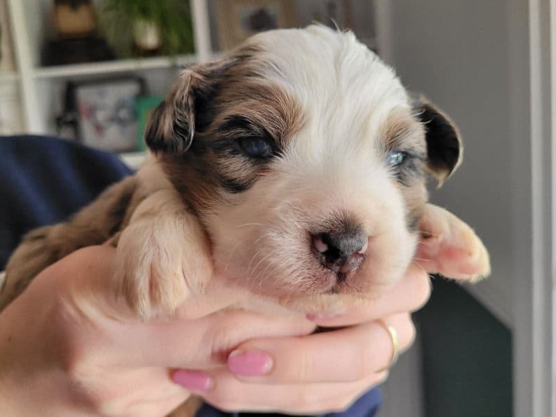 Australian Shepherd 1 month old male medium named Maverick for sale in Newberg, Oregon | Petmeetly