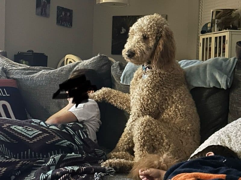 Standard Poodle 2 years 11 months old male large named Wiggins for breeding in Lee County, Florida | Petmeetly