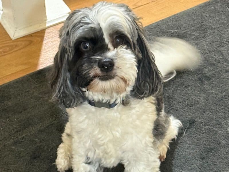 Cockapoo 3 years 11 months old female small named Delilah for breeding in Hennepin County, Minnesota | Petmeetly