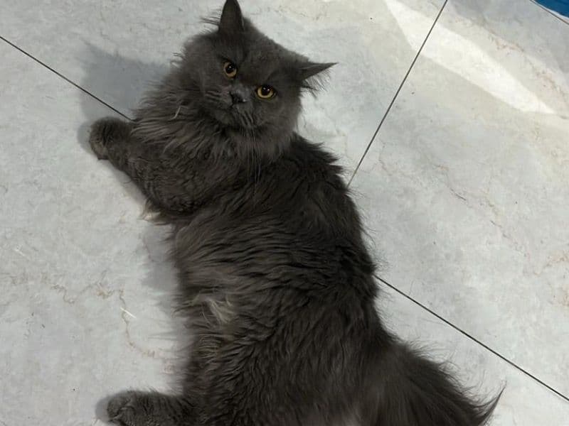 Munchkin 1 year 8 months old male named Gio for breeding in Bandung City, West Java | Petmeetly