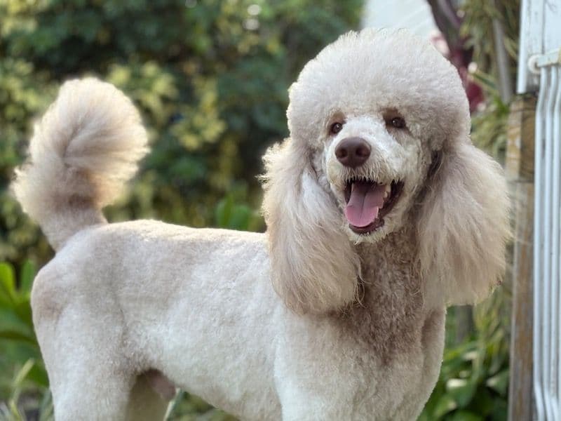 Standard Poodle 2 years 9 months old male large named Teddy for breeding | Petmeetly