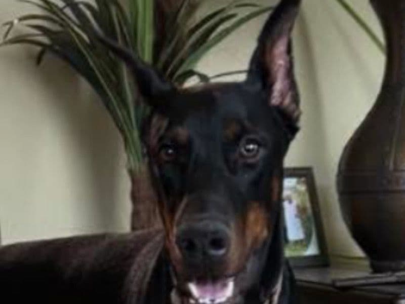 Doberman 2 years 8 months old male large named Loki for breeding in Jefferson County, Kentucky | Petmeetly