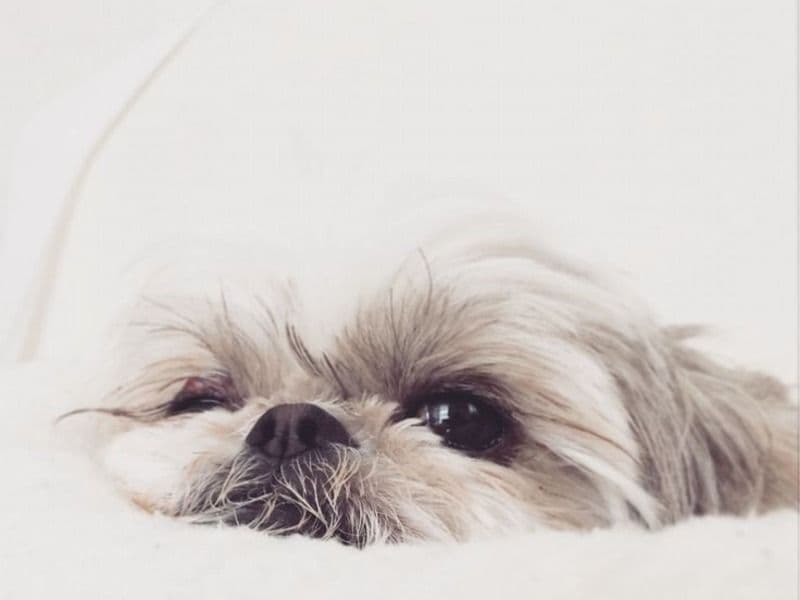 Lhasa Apso 3 years 9 months old male medium named Tobo for breeding in Vadodara, Gujarat | Petmeetly