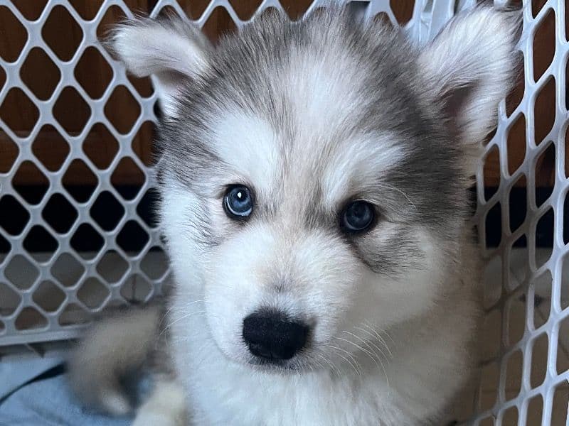 Alaskan Malamute 2 months old male large named Panda for adoption in Marion County, Oregon | Petmeetly