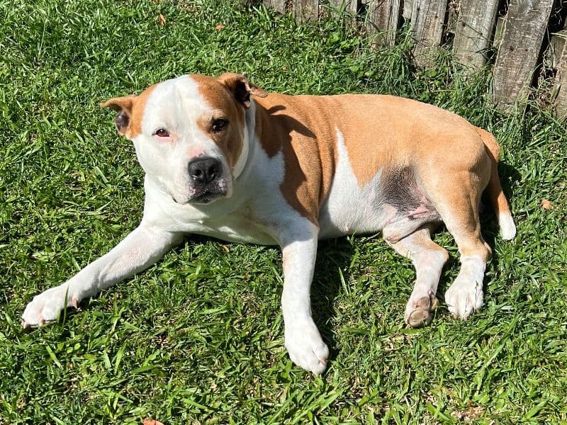 American Staffordshire Terrier 10 years 1 month old male large named Chopper for breeding in Sunshine Coast Regional, Queensland | Petmeetly