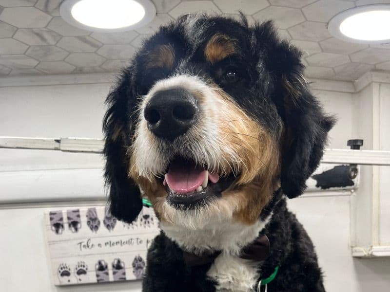 Bernedoodle 2 years 3 months old male large named Kobe for breeding in Broward County, Florida | Petmeetly