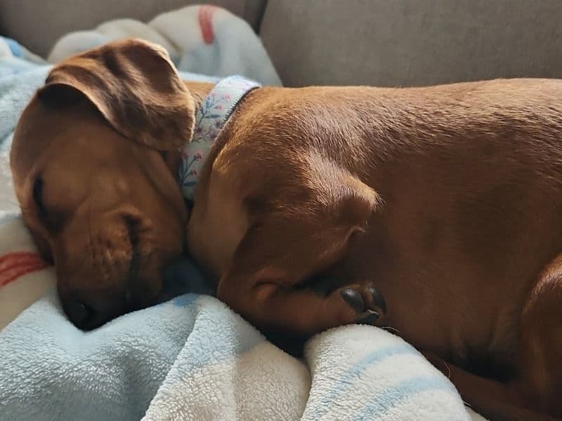 Gabriella primary photo