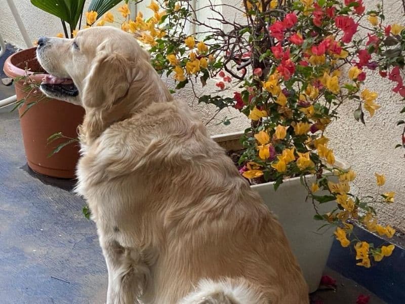 White Labrador Retriever 7 years 4 months old male medium named Maximus for breeding in Pune Division, Maharashtra | Petmeetly