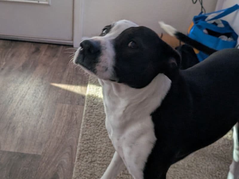 American PitBull Terrier 5 years 10 months old female medium named Delilah for breeding in Thurston County, Washington | Petmeetly