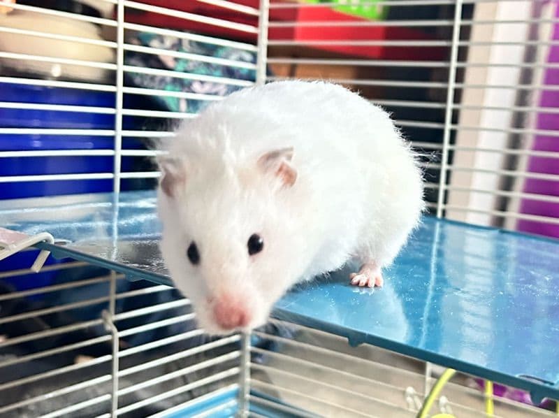 Angle - Syrian Hamster | Petmeetly