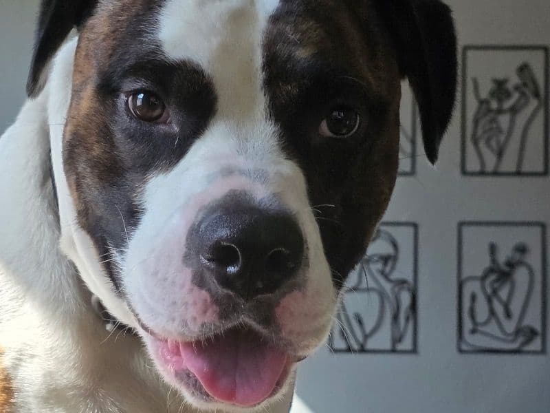 Saint Bernard 1 year 9 months old male large named Dahmer for breeding in Saginaw County, Michigan | Petmeetly