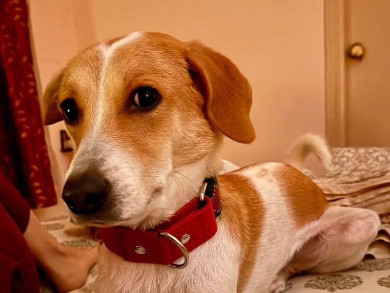 Indian Pariah Dog 2 years 10 months old male medium named Patch for breeding in Bangalore Division, Karnataka | Petmeetly