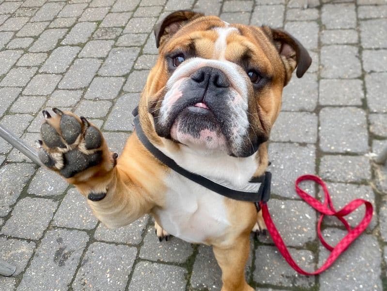 Old English Bulldog 2 years 3 months old male medium named Eddie for breeding in Essex, England | Petmeetly