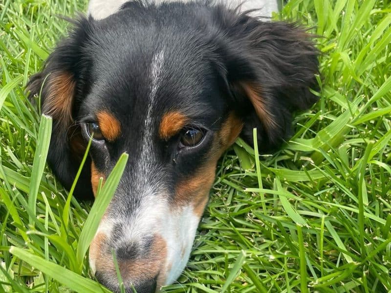 Dachshund 1 year old male medium named Theo for breeding in Boulder County, Colorado | Petmeetly