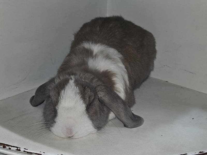 Holland Lop 2 years old male named Gizmo for sale in Union County, Georgia | Petmeetly