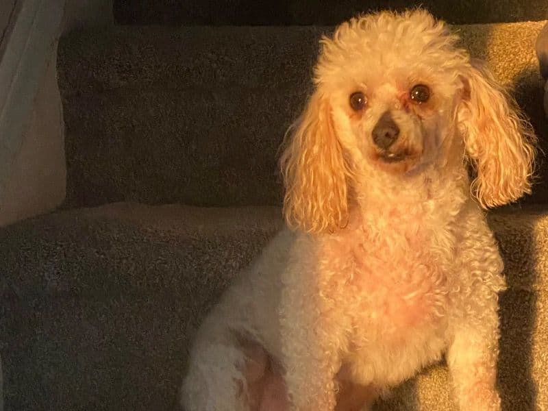 Toy Poodle 6 years 11 months old male small named King for breeding in Richland County, South Carolina | Petmeetly