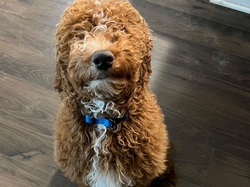 Mini Golden Doodle 1 year old male medium named Stitch💙 for breeding in Rutherford County, Tennessee | Petmeetly