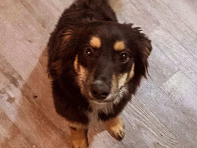 Australian Cattle Dog 1 year 3 months old female medium named Nelly for breeding in McLeod County, Minnesota | Petmeetly