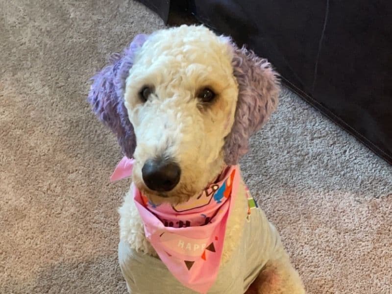 Labradoodle 4 years 11 months old female large named Nugget for breeding in Mecklenburg County, North Carolina | Petmeetly